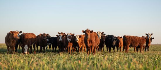 Agriwebb