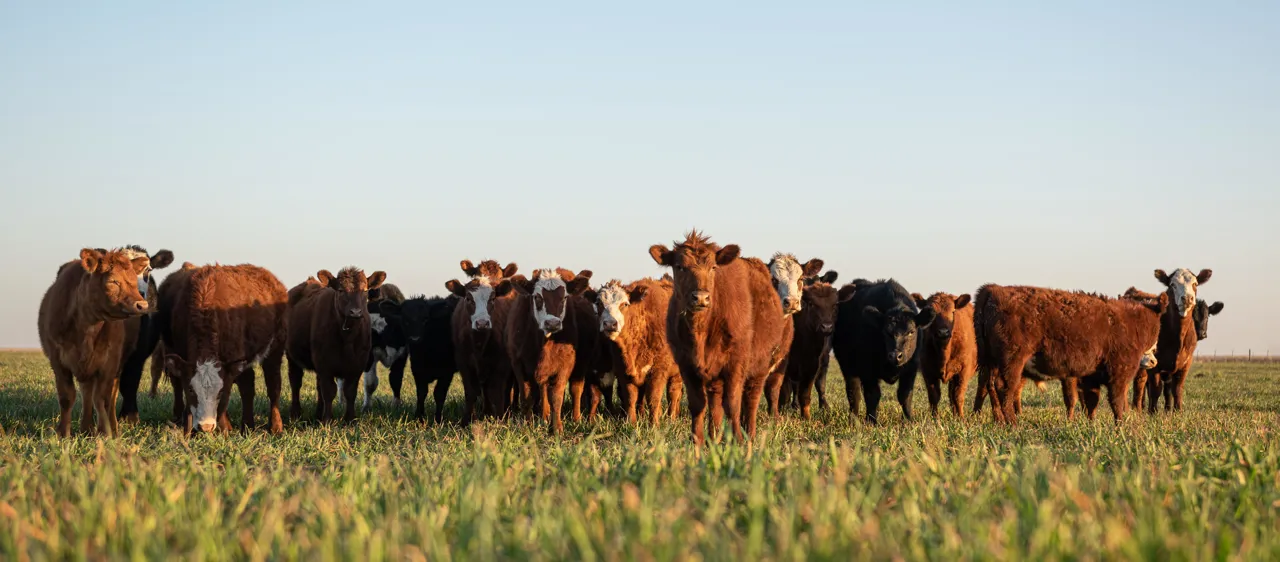 Agriwebb Agriwebb