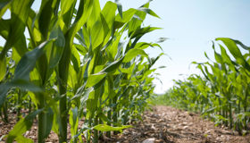 CEFC Investment Insights: FarmPrint CEFC Investment Insights: FarmPrint