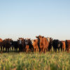 CEFC congratulates AgriWebb on $10 million raise