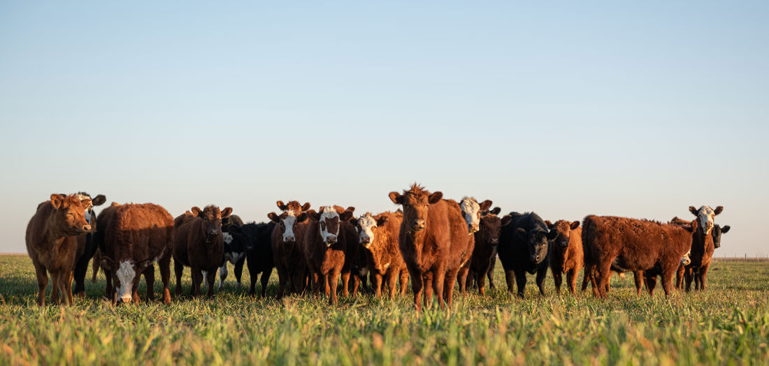 The CEFC congratulates AgriWebb on the latest capital raise for its leading livestock management platform. With an investment commitment now totalling $6 million, the CEFC is backing AgriWebb to help track methane emissions from livestock to support more  sustainable farming. 