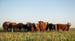 The CEFC congratulates AgriWebb on the latest capital raise for its leading livestock management platform. With an investment commitment now totalling $6 million, the CEFC is backing AgriWebb to help track methane emissions from livestock to support more  sustainable farming. 