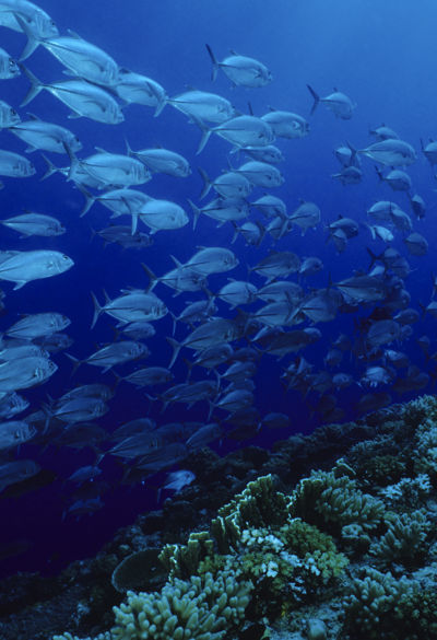 Special Investment programs - Reef Special Investment programs - Reef