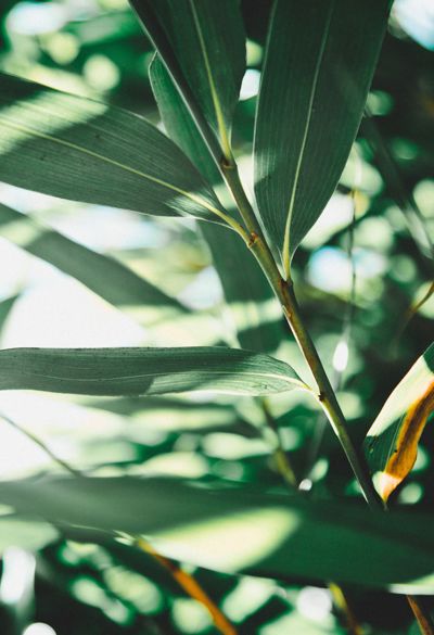 Samuel Austin Qiwog1ma9re Unsplash (1)