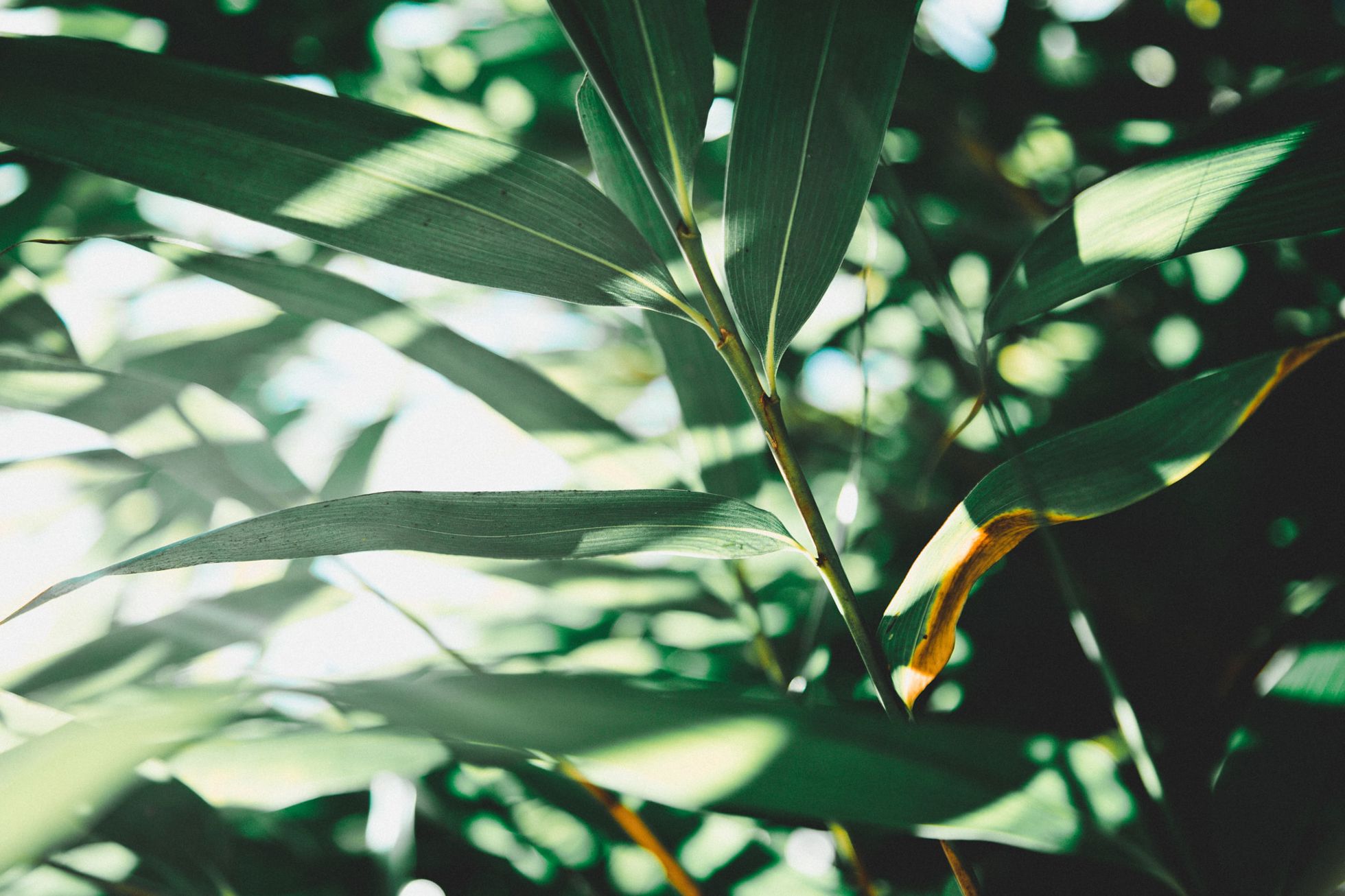 Samuel Austin Qiwog1ma9re Unsplash (1) Samuel Austin Qiwog1ma9re Unsplash (1)