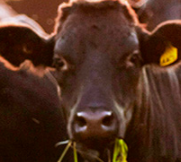 Cow For Agribusiness Page