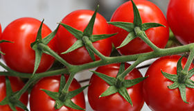 Greenhouse tomatoes on a vine Greenhouse tomatoes on a vine