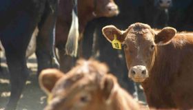 Beef cows Beef cows