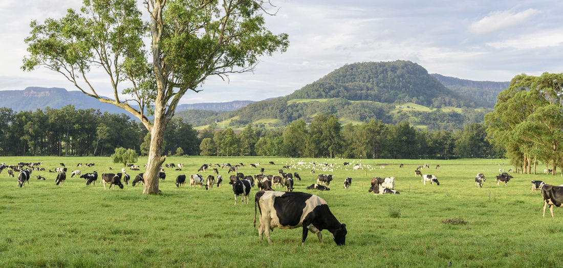 CEFC backs hybrid sustainable grazing model to cut emissions, deliver carbon credits
