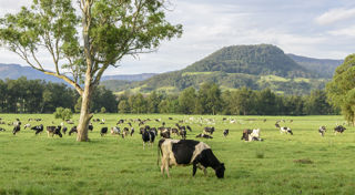 CEFC backs hybrid sustainable grazing model to cut emissions, deliver carbon credits