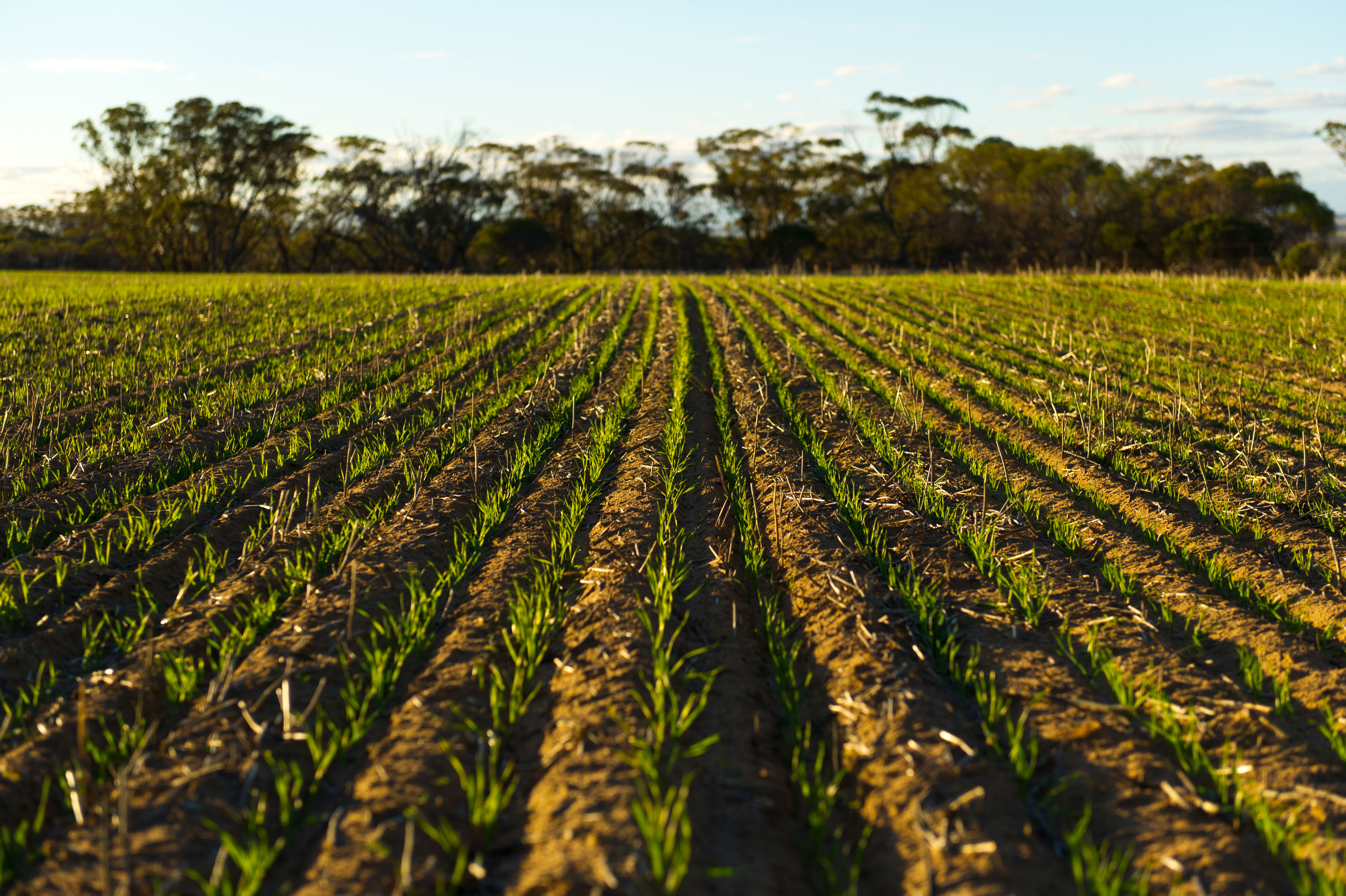 Towards Net Zero Agriculture Pathfinder