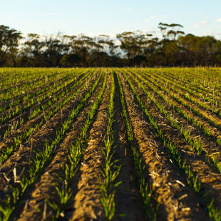 Insights Viridis Ag Banner