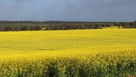 CEFC Investment Insights: Clean energy and Australian agribusiness CEFC Investment Insights: Clean energy and Australian agribusiness