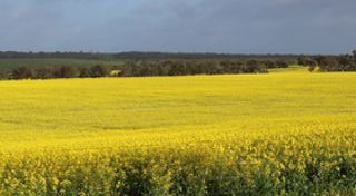 CEFC Investment Insights: Clean energy and Australian agribusiness