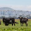 Tenacious Ventures backs green agtech