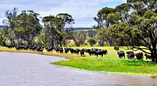 Carbon farming solutions for Australian farmers Carbon farming solutions for Australian farmers