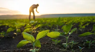 Towards Net Zero Agriculture Pathfinder Towards Net Zero Agriculture Pathfinder