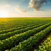 Regenerative farming on track 