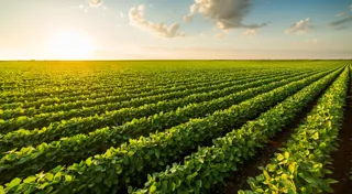 Regenerative farming on track Regenerative farming on track