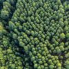 One million tonnes of carbon abatement targeted through first CEFC forestry natural capital investment