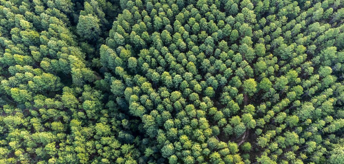 One million tonnes of carbon abatement targeted through first CEFC forestry natural capital investment
