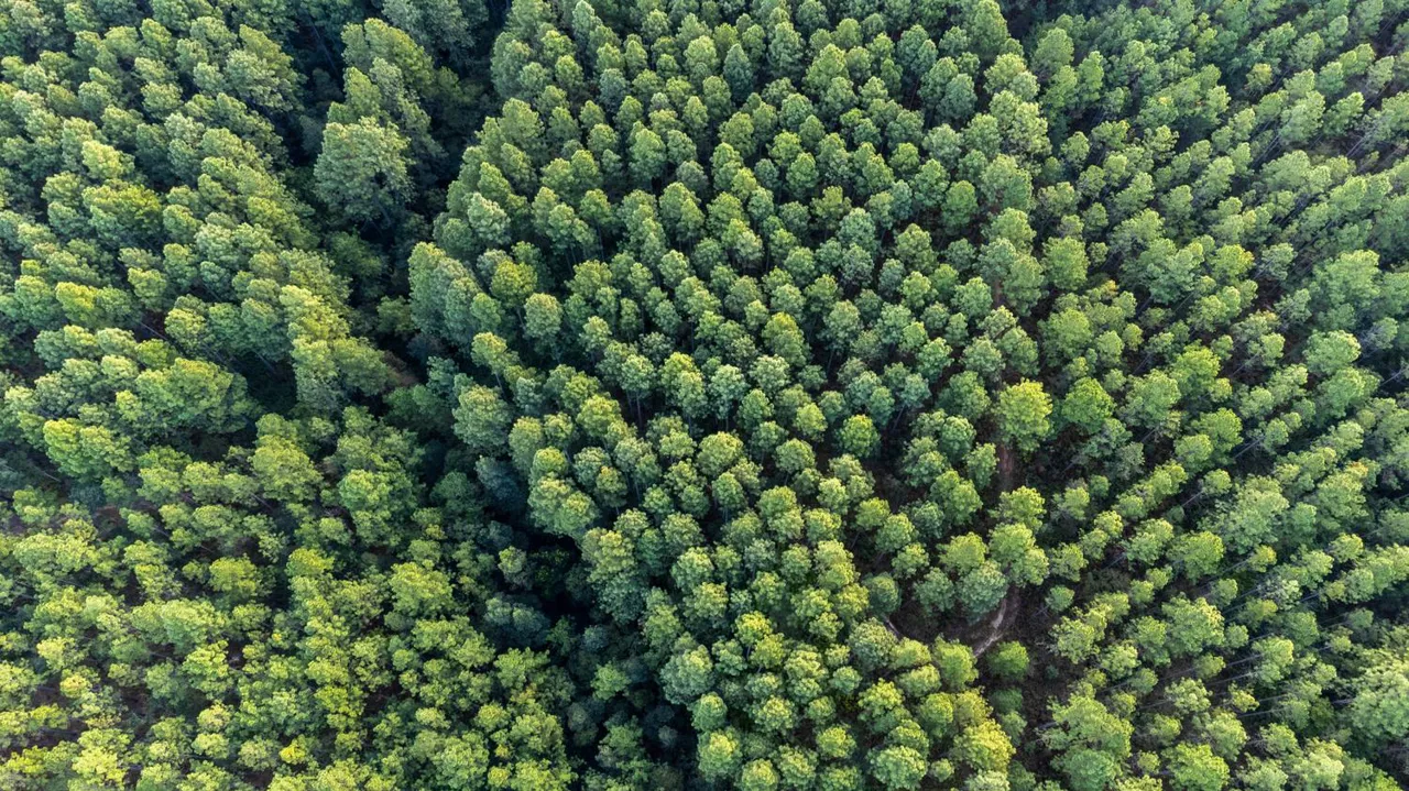 Forest Forest