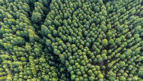 One million tonnes of carbon abatement targeted through first CEFC forestry natural capital investment