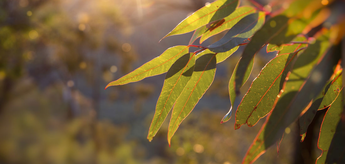 The Australian Carbon Industry Code of Conduct has today welcomed the Clean Energy Finance Corporation as its first Industry Supporter representing the demand-side of the market.  