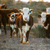 Innovative Australian software designed to improve farm productivity and sustainability has secured a $5 million commitment from the CEFC, on behalf of the Australian Government, to capitalise on its potential to drive down emissions from the agriculture sector.