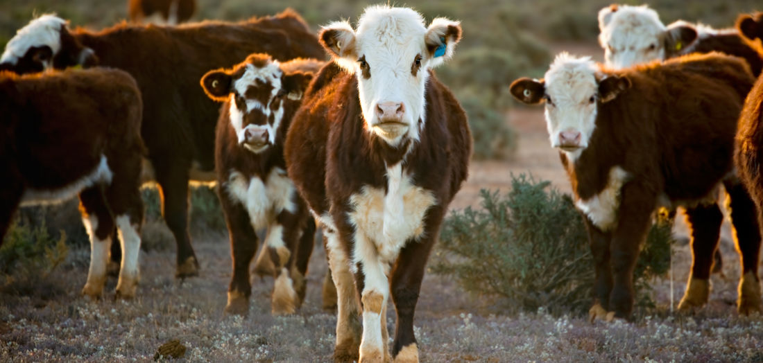 Innovative Australian software designed to improve farm productivity and sustainability has secured a $5 million commitment from the CEFC, on behalf of the Australian Government, to capitalise on its potential to drive down emissions from the agriculture sector.