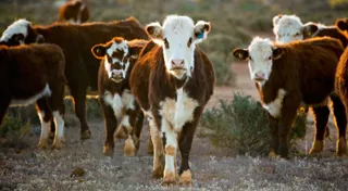 Innovative Australian software designed to improve farm productivity and sustainability has secured a $5 million commitment from the CEFC, on behalf of the Australian Government, to capitalise on its potential to drive down emissions from the agriculture sector. Innovative Australian software designed to improve farm productivity and sustainability has secured a $5 million commitment from the CEFC, on behalf of the Australian Government, to capitalise on its potential to drive down emissions from the agriculture sector.