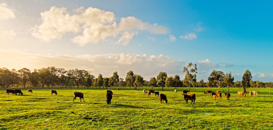 CEFC and Paraway Pastoral make landmark commitment to support Global Methane Pledge