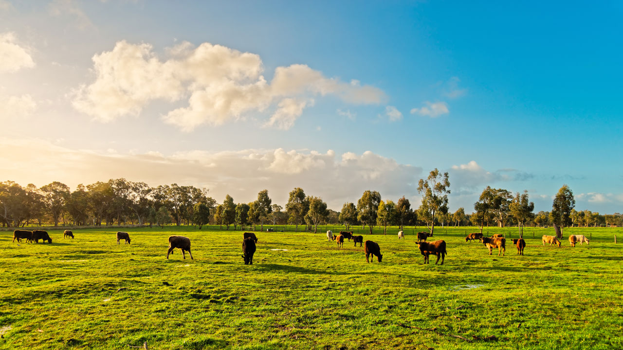 CEFC Invests To Target Methane Emissions