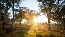 Rabobank helps farmers  grow environmental  planting ambitions Rabobank helps farmers  grow environmental  planting ambitions