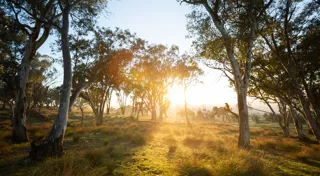 Rabobank helps farmers grow environmental planting ambitions Rabobank helps farmers grow environmental planting ambitions