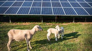 Regenerative agriculture, solar and storage a winning combination