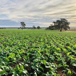 4. Canola Growing Englefield NSW June 2020 4. Canola Growing Englefield NSW June 2020